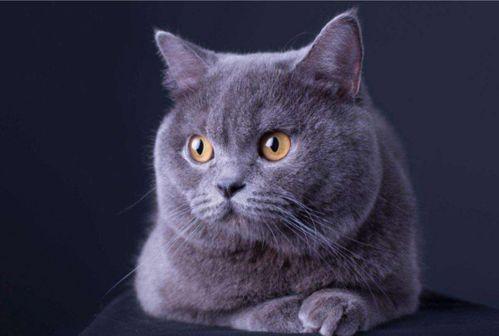 邹佳爆料猫老板视频播放,邹佳爆料背后的真相揭秘  第2张